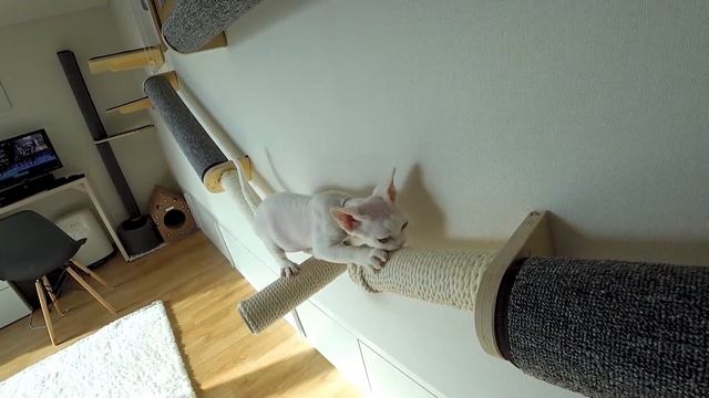 Наш новый питомец. Знакомство кота с попугаем;) KOREA VLOG