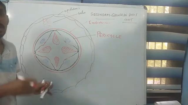 Secondary growth in dicot root js смотреть онлайн
