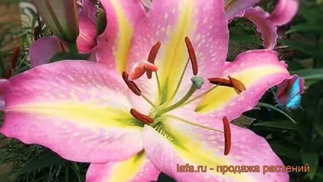 Лилия восточная Том Паус (lilium) ? лилия Том Паус обзор: как сажать луковицы лилии Том Паус смотреть онлайн
