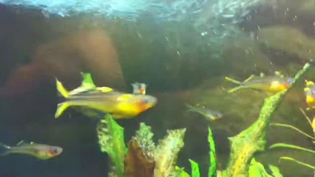 мальки фурката 2012 11 19 смотреть онлайн