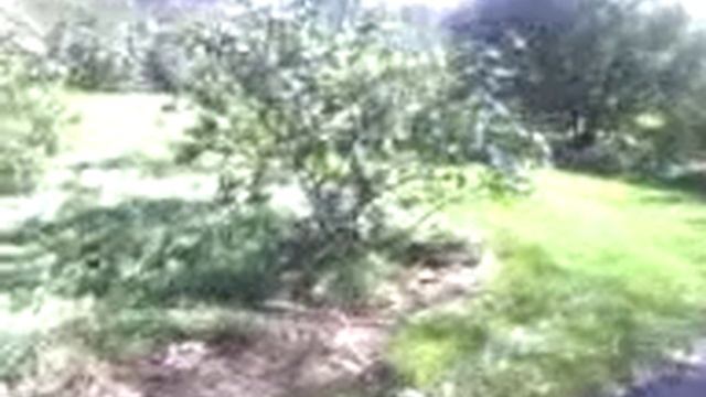 Brooklyn Botanical Gardens смотреть онлайн