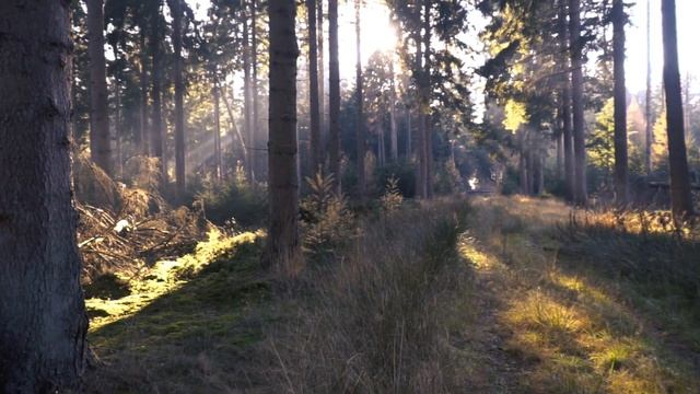 Прогулка по лесу - медитация на 30 минут смотреть онлайн