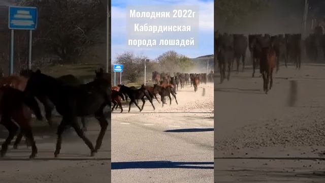 Молодняк 2022! Кабардинская порода лошадей КЗ «ТА И К» смотреть онлайн