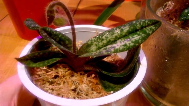 ПАФИОПЕДИЛУМ ДЕЛЕНАТИ _ Размер орхидеи , готовой к цветению _ смотреть онлайн