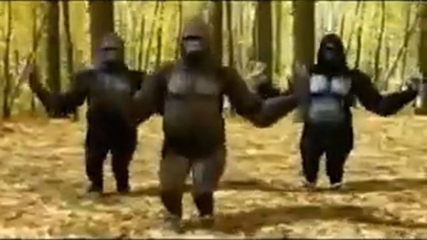 Гарилы  зажигают!!!!