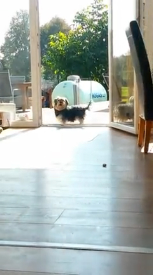 Собака думает, что дверь закрыта смотреть онлайн