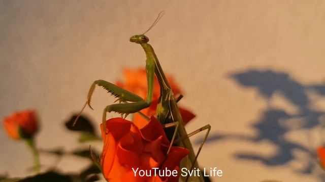 Интересные факты о богомолах.Голодный богомол без раздумий атакует любого противника. смотреть онлайн