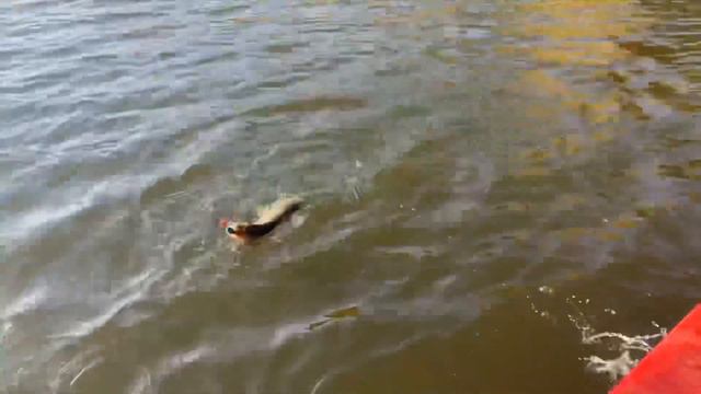 И вновь озеро Замудонское👍🏼👍🏼27.09.2020 смотреть онлайн