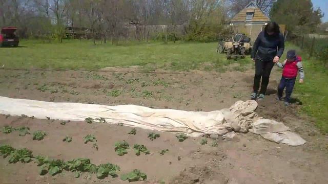 картофель Ривьера под агроволокном. смотреть онлайн
