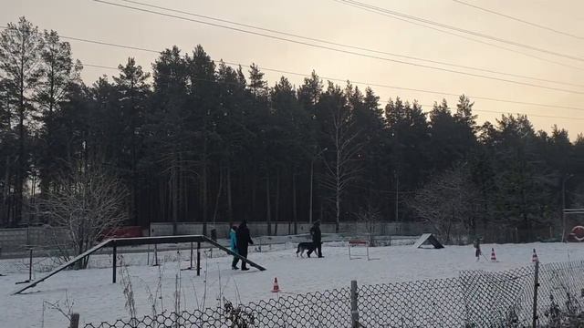 Соревнования Екатеринбург 28.11.2020 ОКД СЕДОЙ УРАЛ ЮЛИЙ ЦЕЗАРЬ 1 место смотреть онлайн