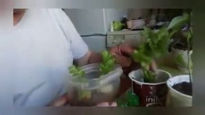 Чай для рассады и цветов как удобрение)