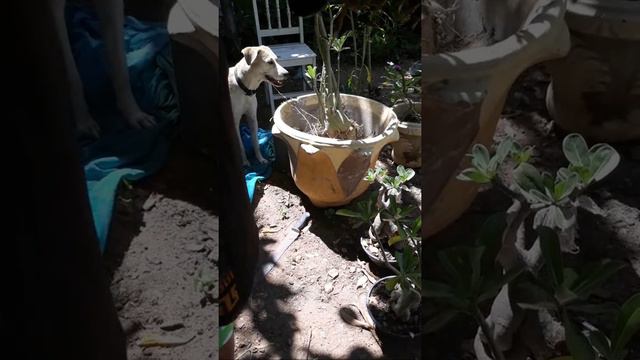 ROSAS DO DESERTO -:MINHAS TERAPEUTAS!! смотреть онлайн