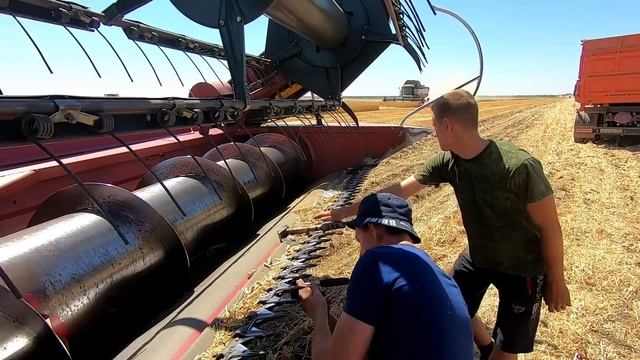 Уборка урожая 2022. Закончили горох, переходим на пшеницу смотреть онлайн