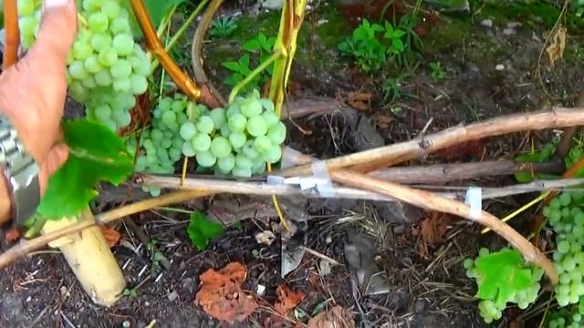 Виноград "Спартанец" - неукрывной кишмиш 1-го класса! смотреть онлайн