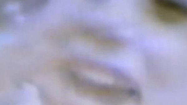 Kap Bambino - Under Tender