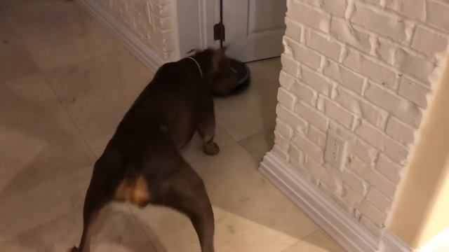 Doberman VS rumba! Jet и пылесос! Первая встреча! смотреть онлайн