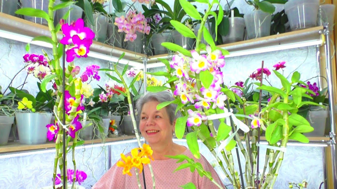 Дайте это удобрение орхидеям и будут цвести даже те орхидеи, которые никогда не цвели.