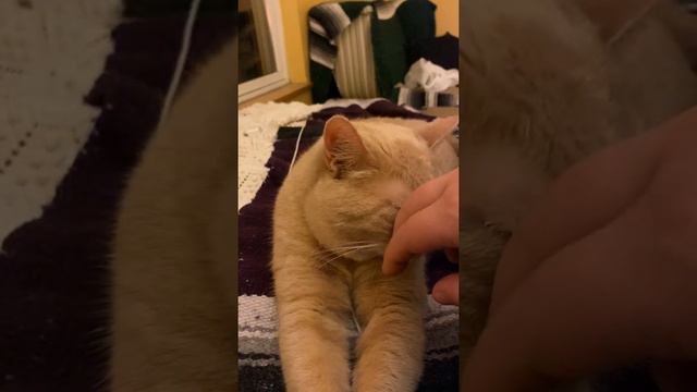 POV: You Are Petting Your Cat Respectfully смотреть онлайн