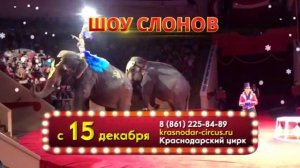 В Краснодарском Цирке — новогодний праздник: Большой варшавский цирк представляет «Шоу слонов»!