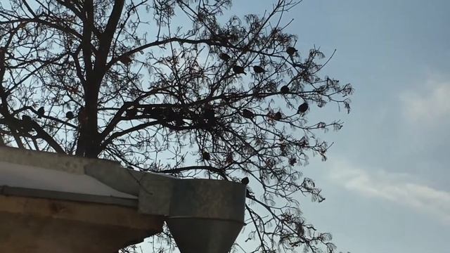 Стаи грачей после снежной бури.Николаев 8 января 2017 смотреть онлайн