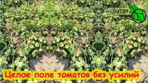 ЗАПОМНИТЕ ЭТУ СХЕМУ выращивания ТОМАТА без подкормок и ухода. Целое поле томатов без без усилий.