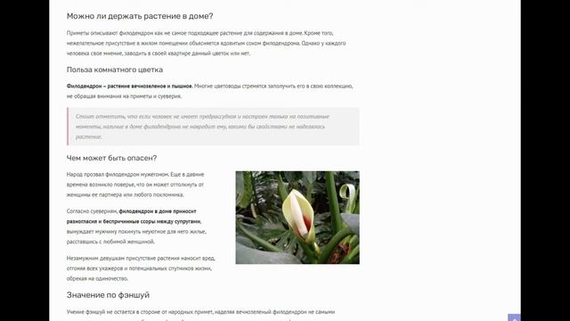 Приметы о филодендроне: чем опасен для женщин комнатный цветок и стоит ли держать его в доме? смотреть онлайн