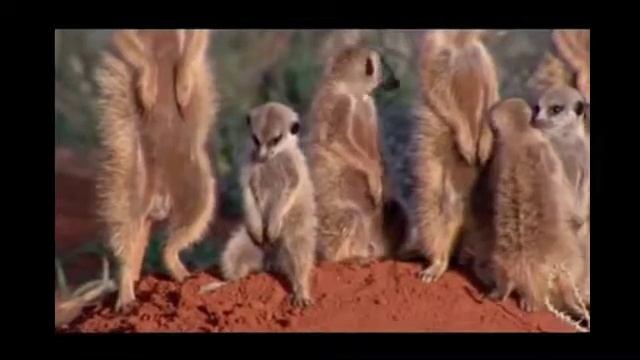 Видеоролик про сусликов смотреть онлайн