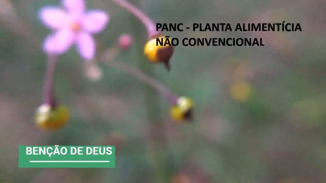 Projeto: UMA FLOR POR DIA - Março/2020 - Project: ONE FLOWER EVERY DAY - March / 2020 смотреть онлайн