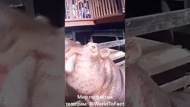 Домашни животные которые сьели своих хозяев #домашниеживотные