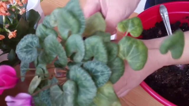 Перевалка цветов, Цикламен и каланхоэ, смотреть онлайн