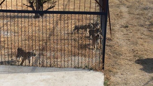 Эту львицу ещё узнают? Степанида или Степашка? Тайган смотреть онлайн