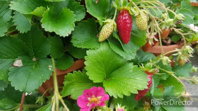 TRISTAN STRAWBERRY VARIETY смотреть онлайн