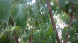 Крымские змеи. Полоз желтобрюх.