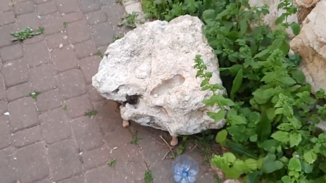 #кот может только предполагать смотреть онлайн
