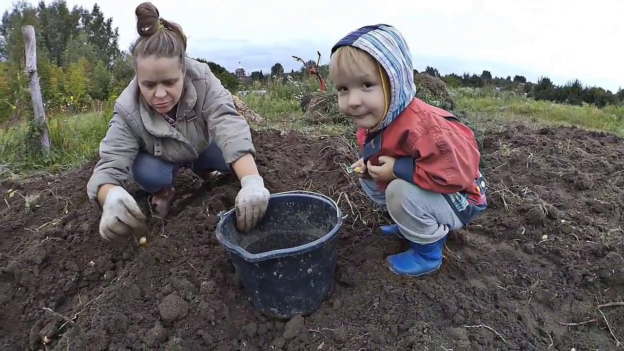 КАРТОФЕЛЬНОЕ ФИАСКО || СМЕХ СКВОЗЬ СЛЁЗЫ смотреть онлайн