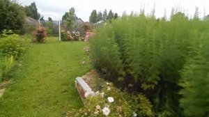 Штамбовые розы.Мой опыт.Как зимуют,какая высота лучше для штамба.