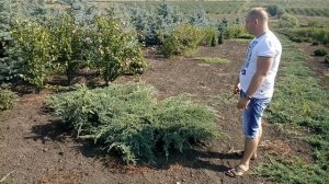 Можжевельник чешуйчатый "Blue Carpet" | Plante.md