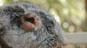 МИКСОМАТОЗ.Что такое миксоматоз  у кроликов.СИМПТОМЫ миксоматоза. Профилактика миксоматоза.