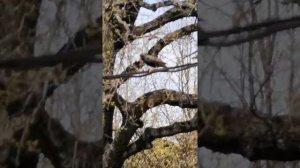 Скворец или дрозд? Орнитологи, ау!