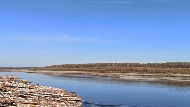 Стаи лебедей на Иртыше давно знают способности Человека! смотреть онлайн
