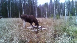 Брачный период Лосей 2023 г. Уникальные кадры Лосей во время гона на Солонце.