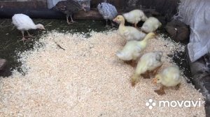 На начальном этапе по выращиванию гусят, я использую опилки