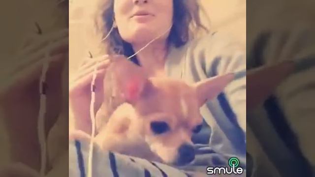 Chihuahua Mum Sings Mad World Cover with Puppy смотреть онлайн