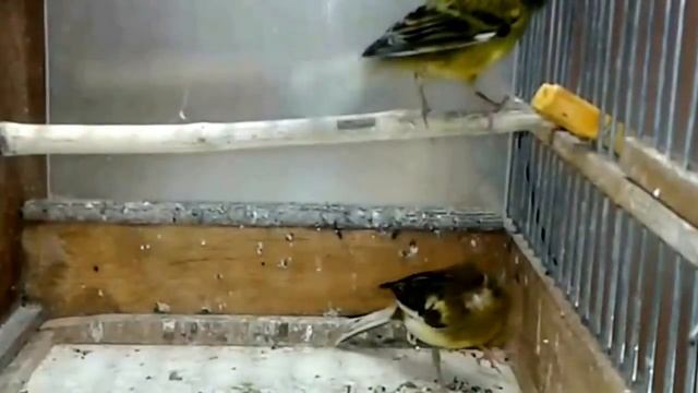 Весна.Начинаем разведение канареек.Видео 1 смотреть онлайн