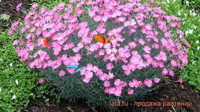 Строительный Поиск