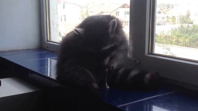 Енот Вильсон толстый бездельник смотреть онлайн