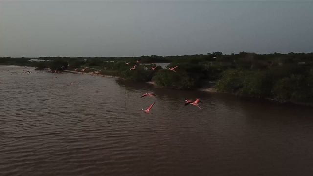 flamingos yucatan mexico celestun drone 4k смотреть онлайн