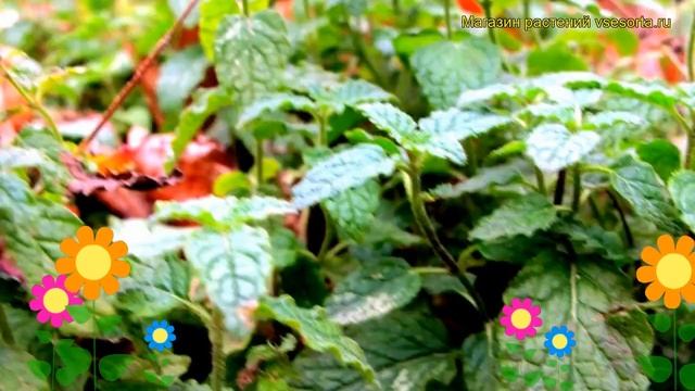Мята перечная Свисс. Краткий обзор, описание характеристик mentha suaveolens Swiss смотреть онлайн