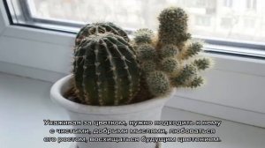 Кактусы в доме: хорошо или плохо и народные приметы