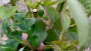 Спасаю розы от гусениц и других вредителей.